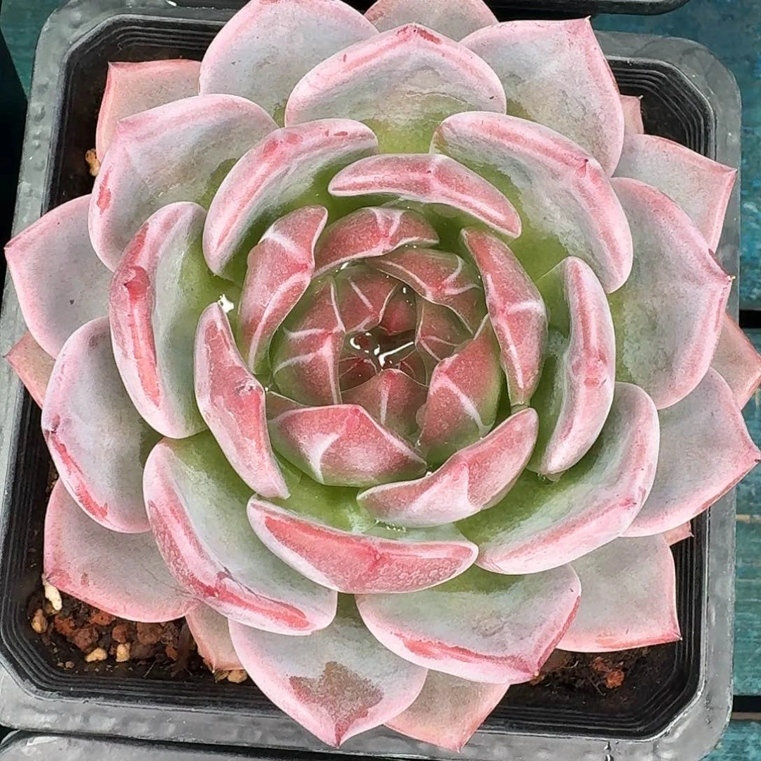 从前慢多肉编号唐古拉