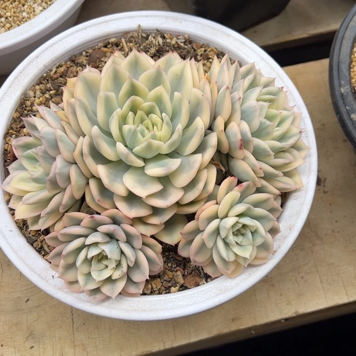 月亮仙子锦 夏鸣园艺