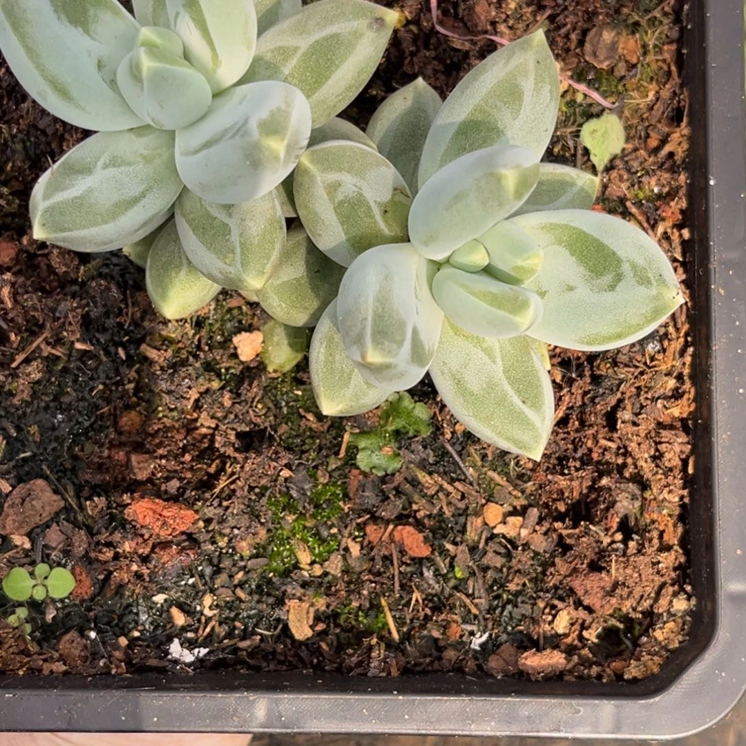 美人系多肉植物740