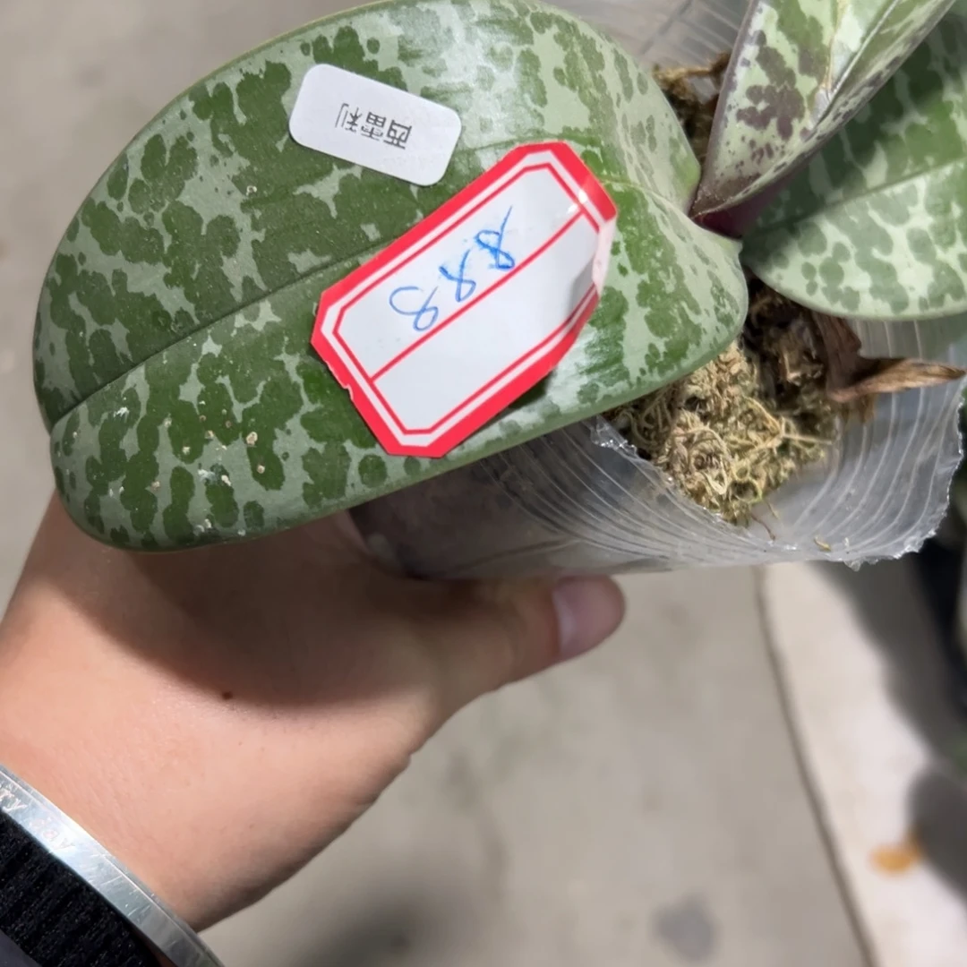 当前无花栽培后可以开花888破损苗处理西蕾丽