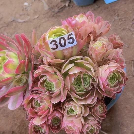 缘**景多肉植物一个