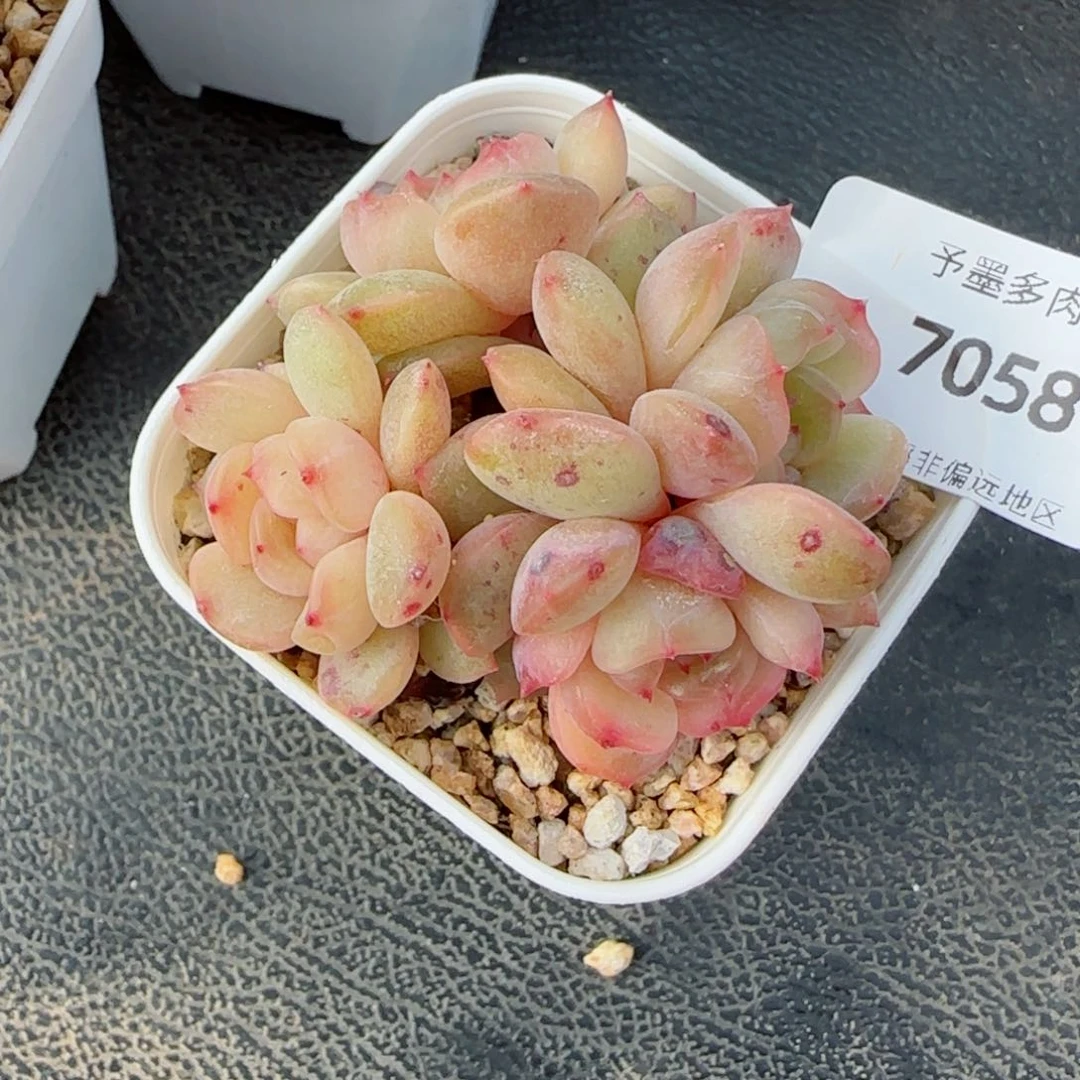 红恋多头，7058多肉植物