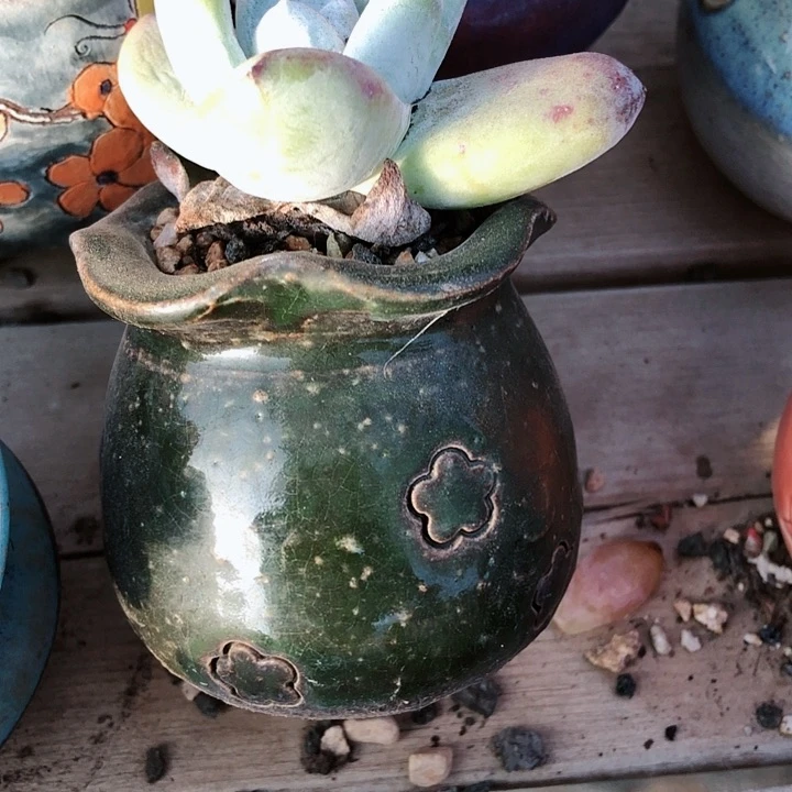 【闪购商品】小*邱小丘丘盆