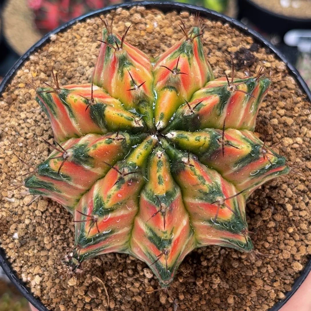 太阳皇冠实生 米哈仙人球