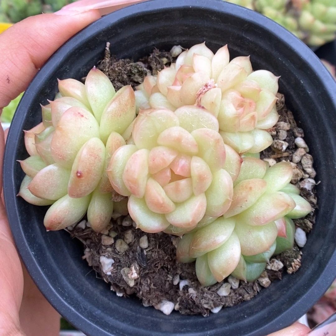 灯泡珍妮群生982号