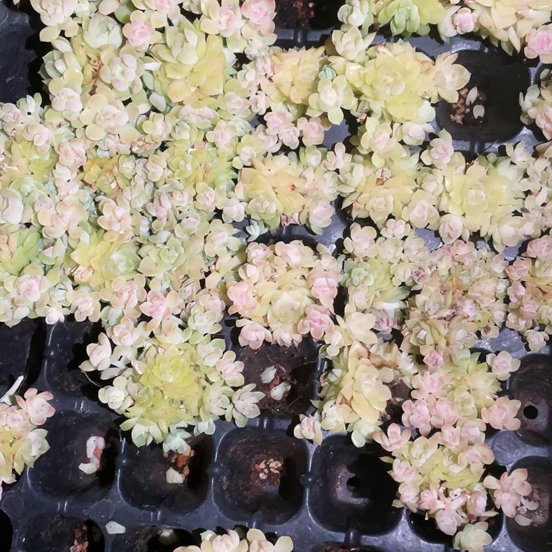 爱杜小朵朵穴一个满25包邮