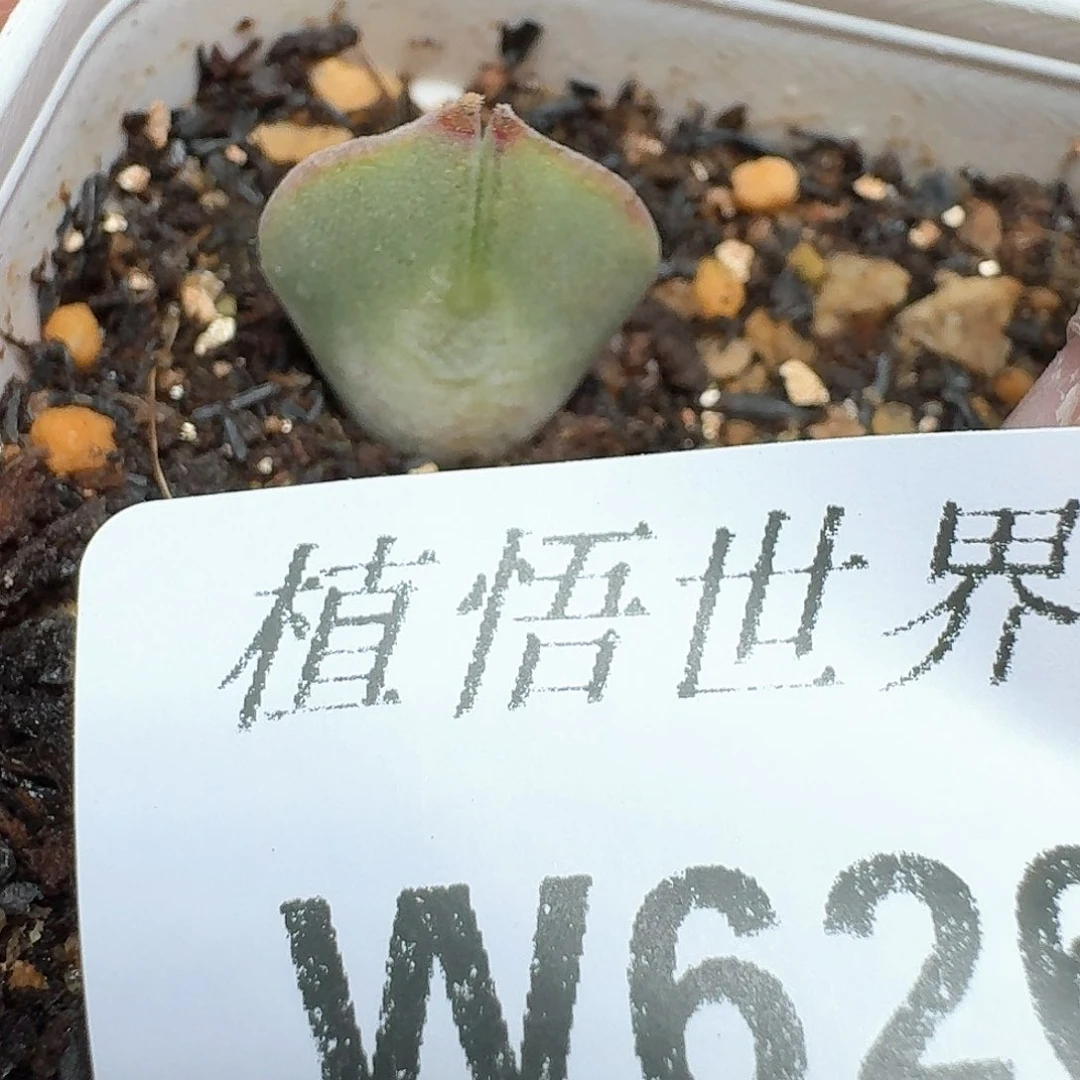 多肉植物的润泽额f f