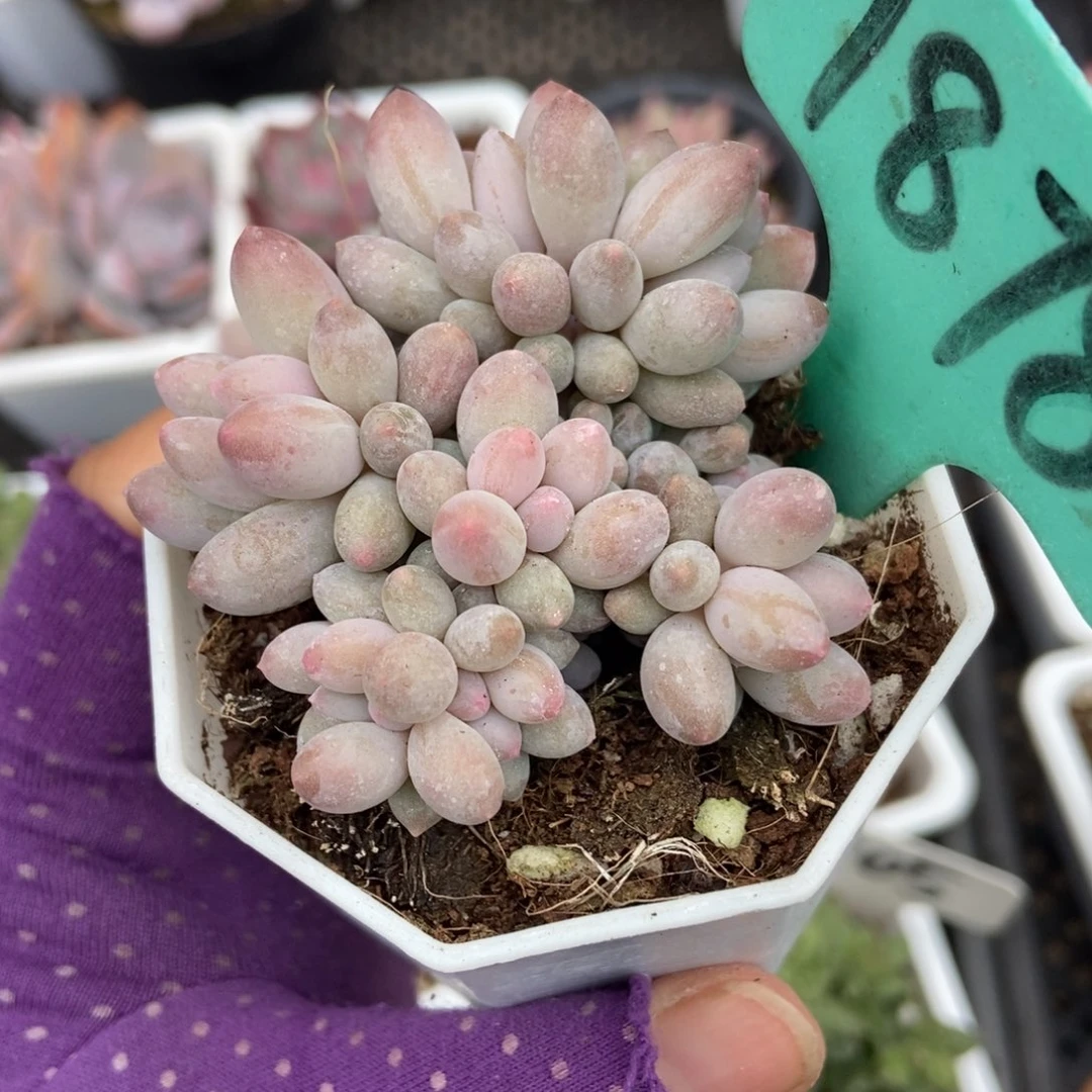 1878婴儿手指多肉植物