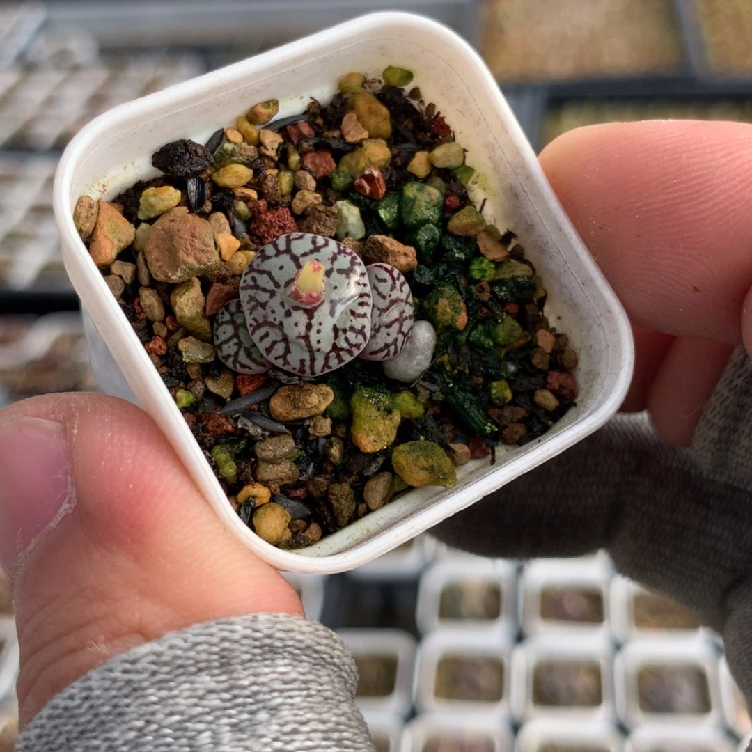 79号墨墨墨母本一颗