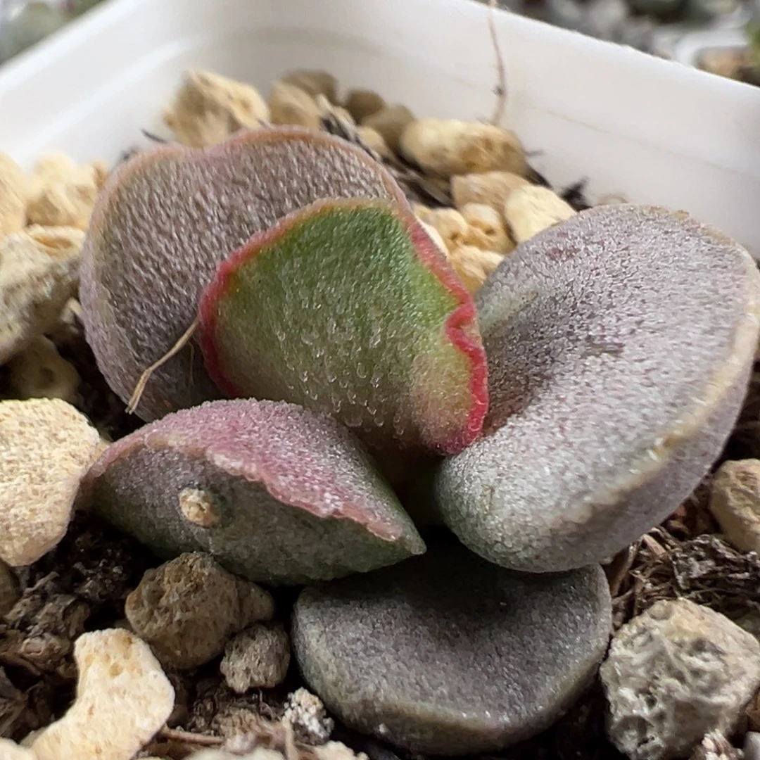 实生新品多肉植物水泡