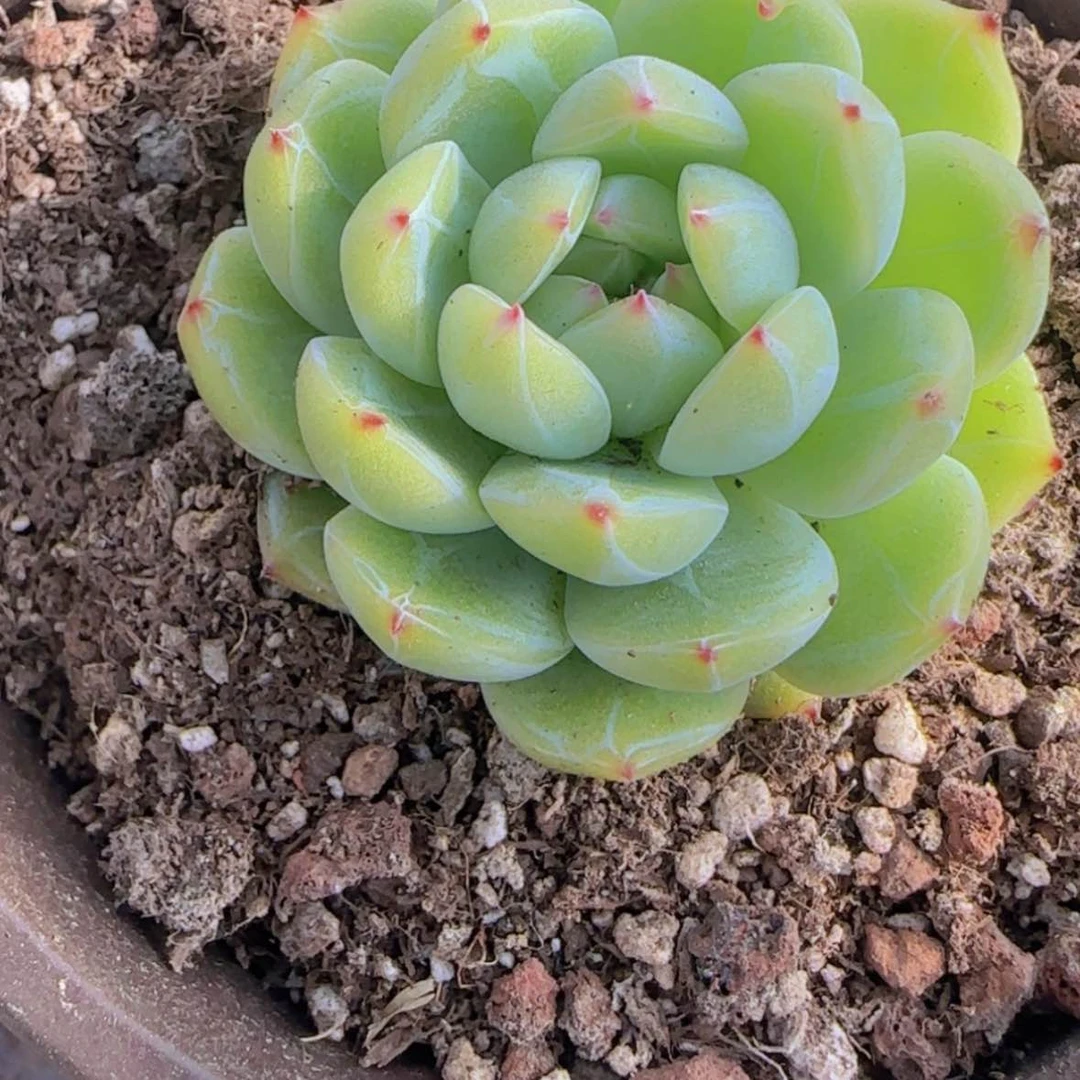 【闪购商品】小雪花珍妮