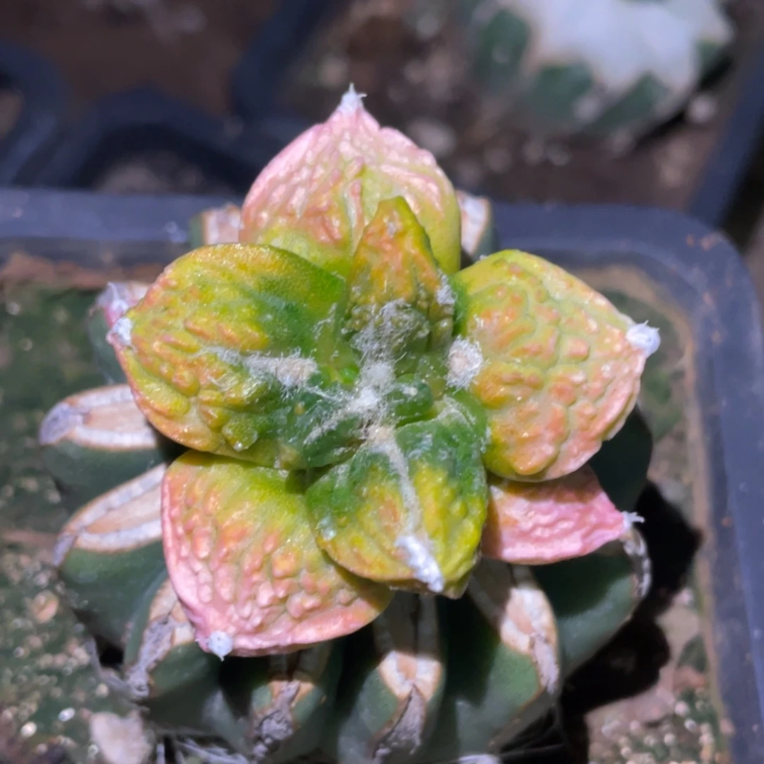 无花朵哥怒锦仙人球