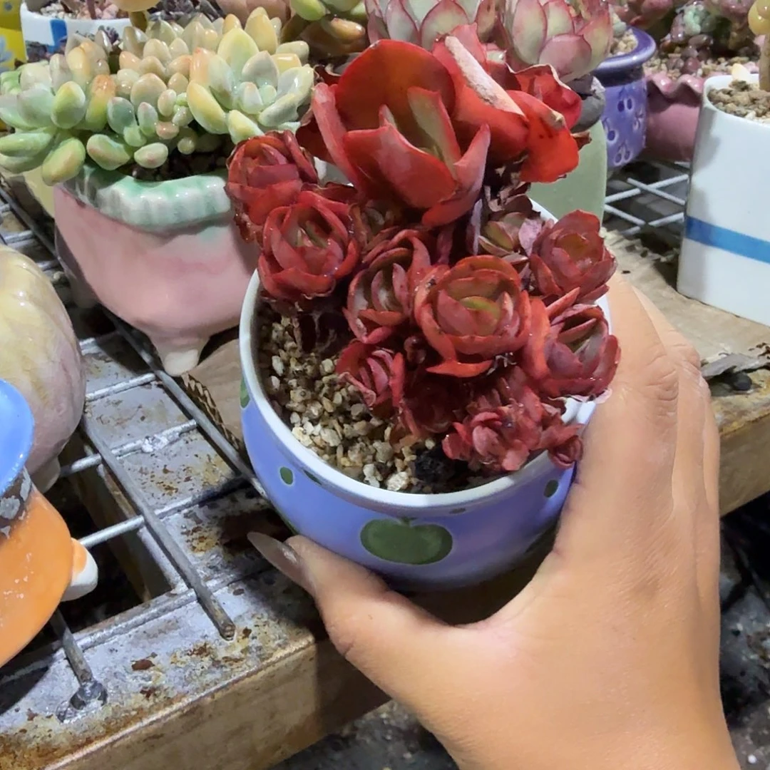 小叶秀妍带盆多肉子