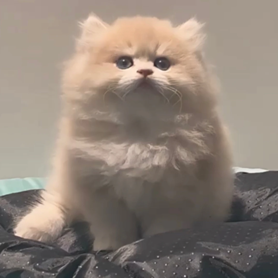 【小白萌宠】活体猫咪