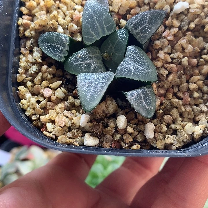 实生克一物一拍带盆