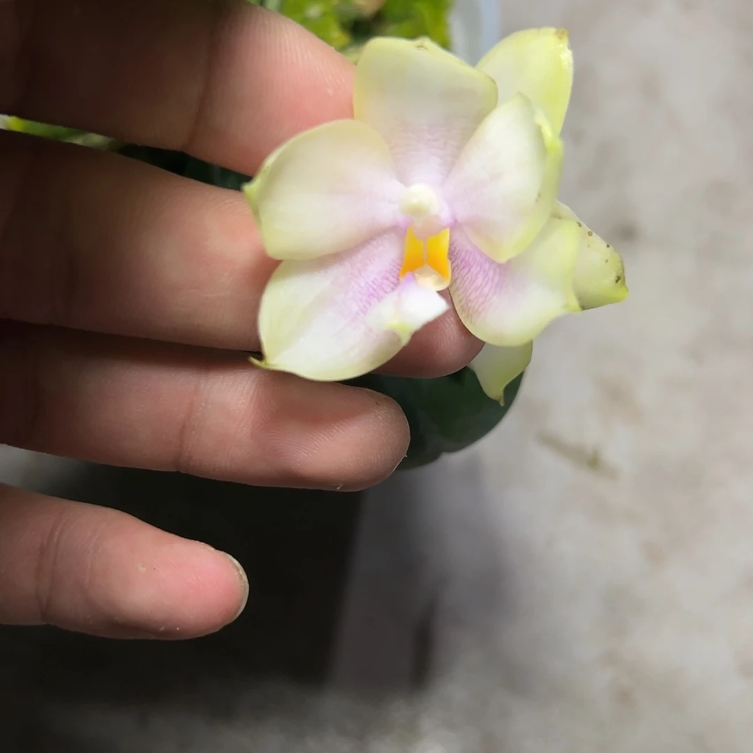 完全开放l068三寸ys1163