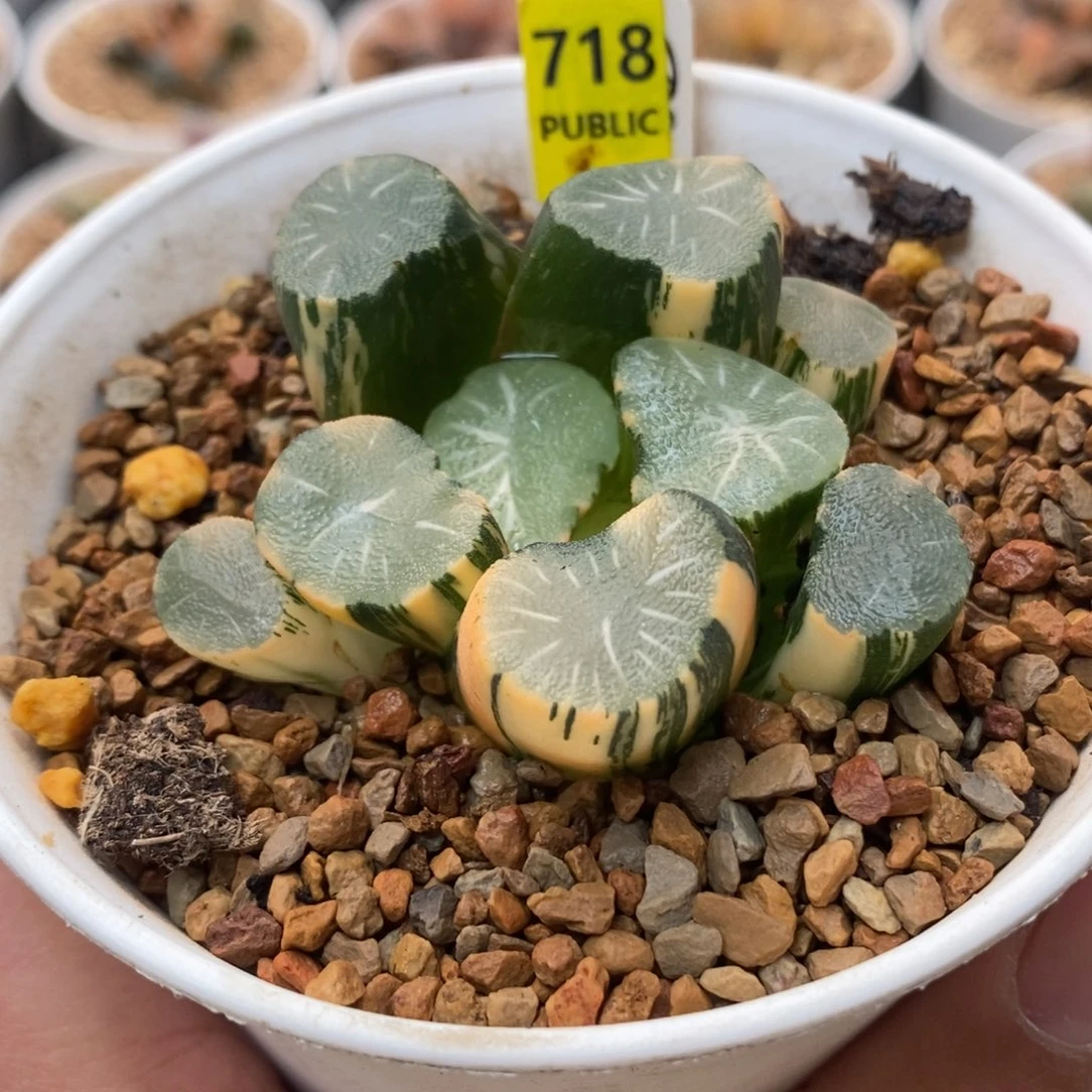 R***z718欧大宝实生万象锦