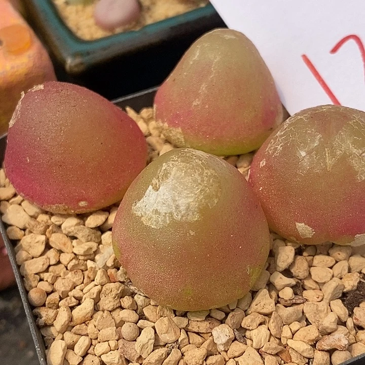 1344母本大灯泡无根一颗