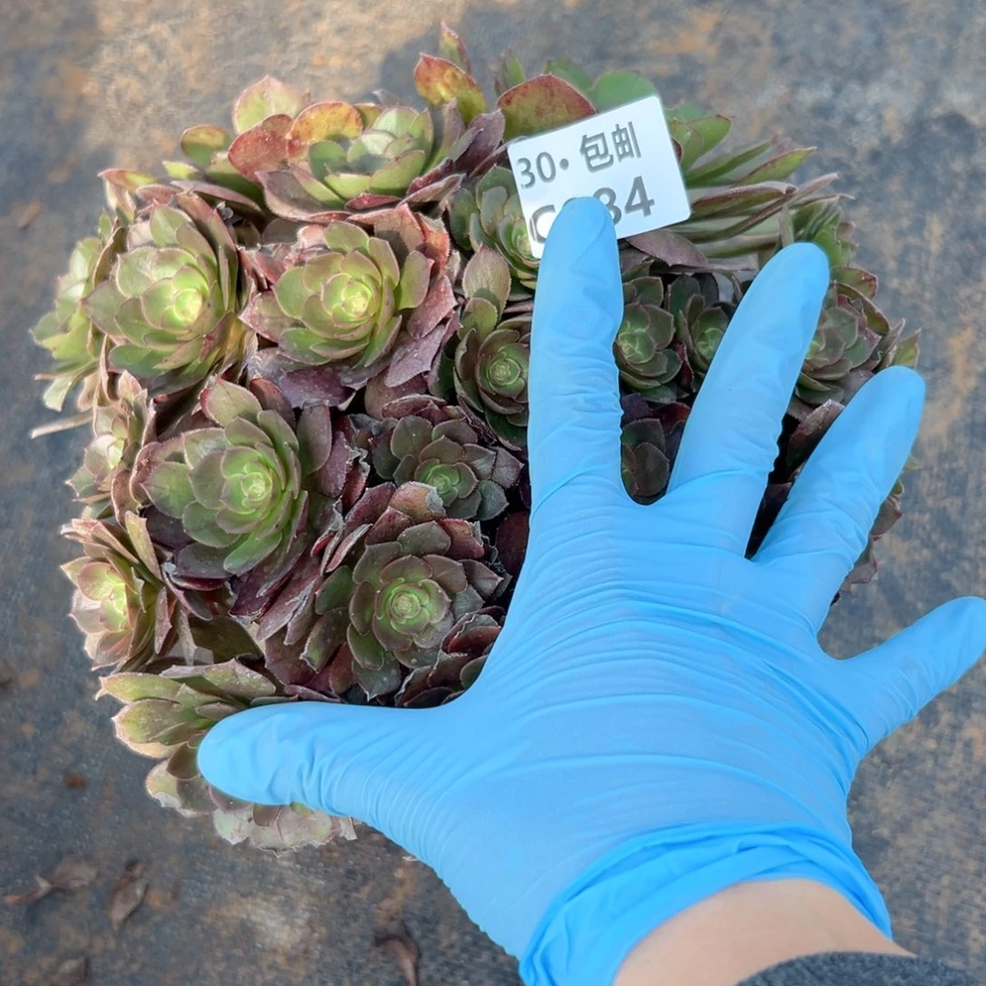 084 多肉法师黑天鹅