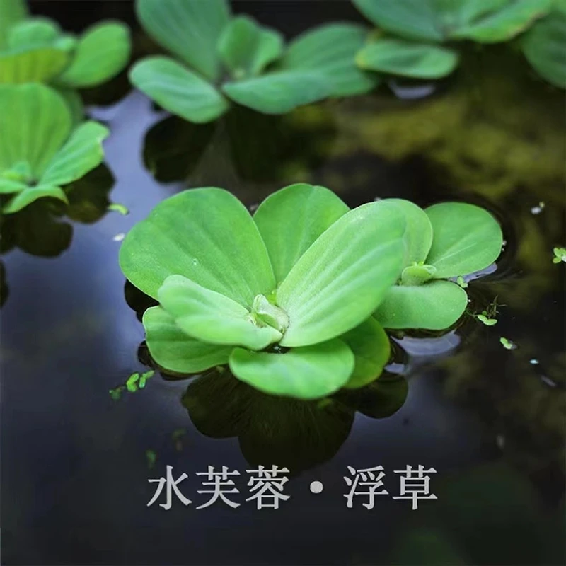 水芙蓉水葫芦水培水生水草植物净化水质水族庭院鱼塘造景微景观