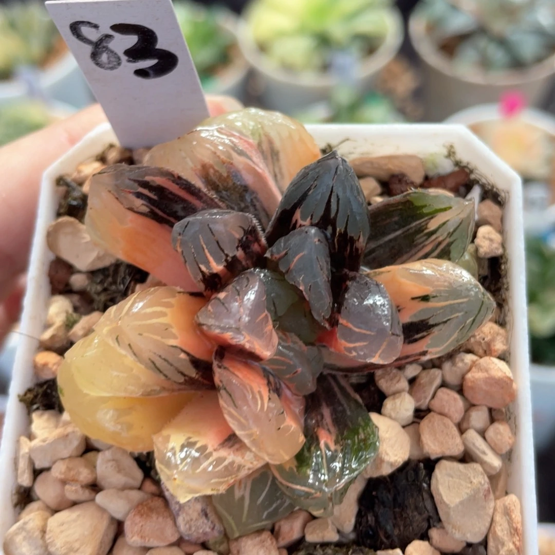 83黑水晶锦。