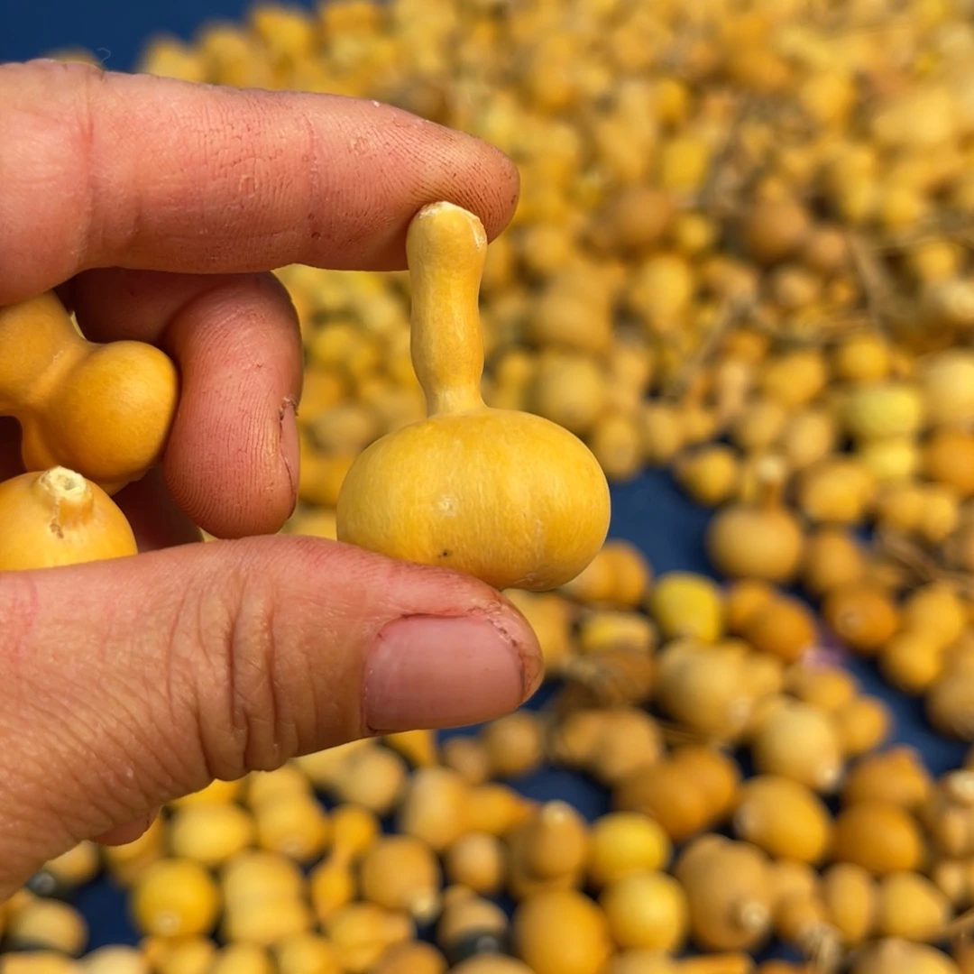 不***迎葫芦葫芦葫芦葫芦葫芦