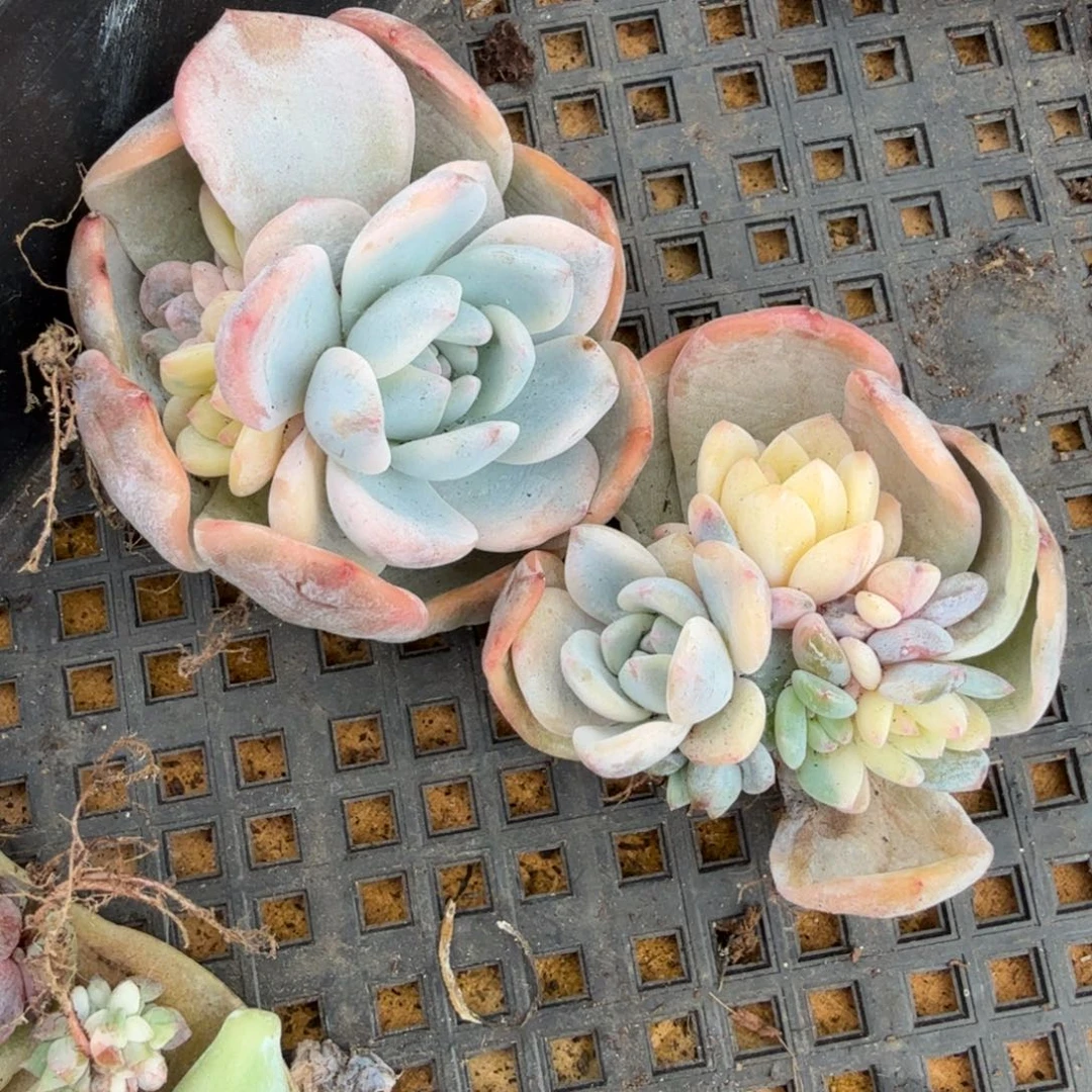 一组的推进的推进多肉锦