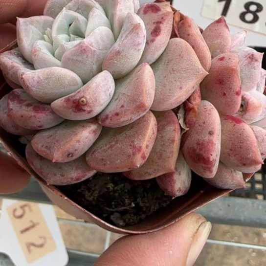 194粉斑点 一物一拍多肉