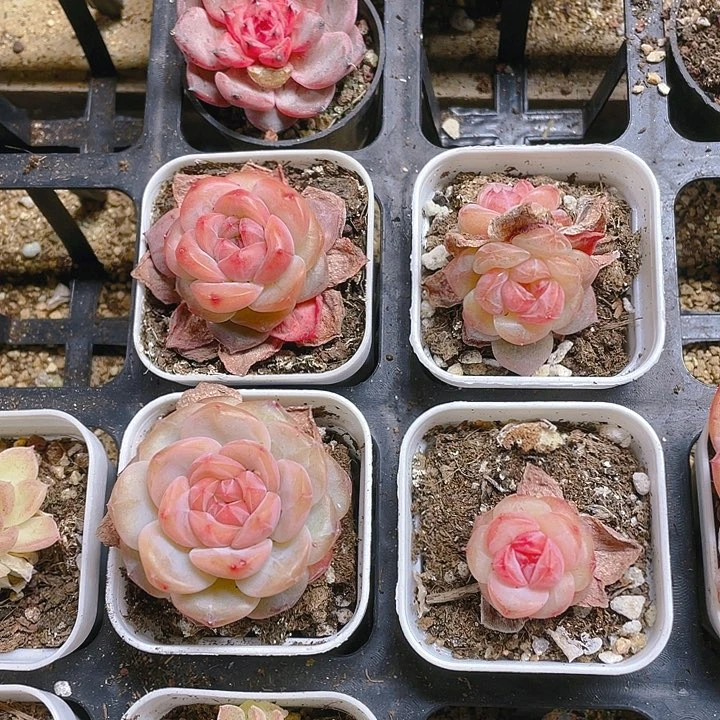 红琥珀盆一个满25包邮