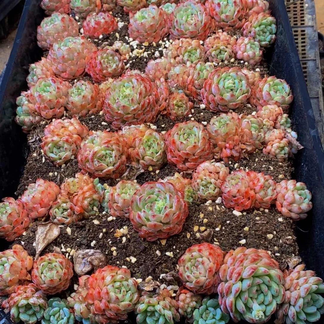 嘘829多肉酱面霜的功效