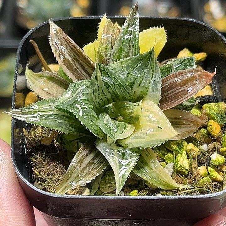 216多头实生寿锦头家多肉十二卷