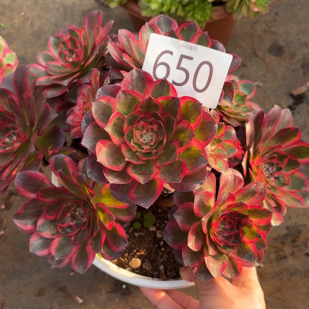 650多肉植物纳福特价