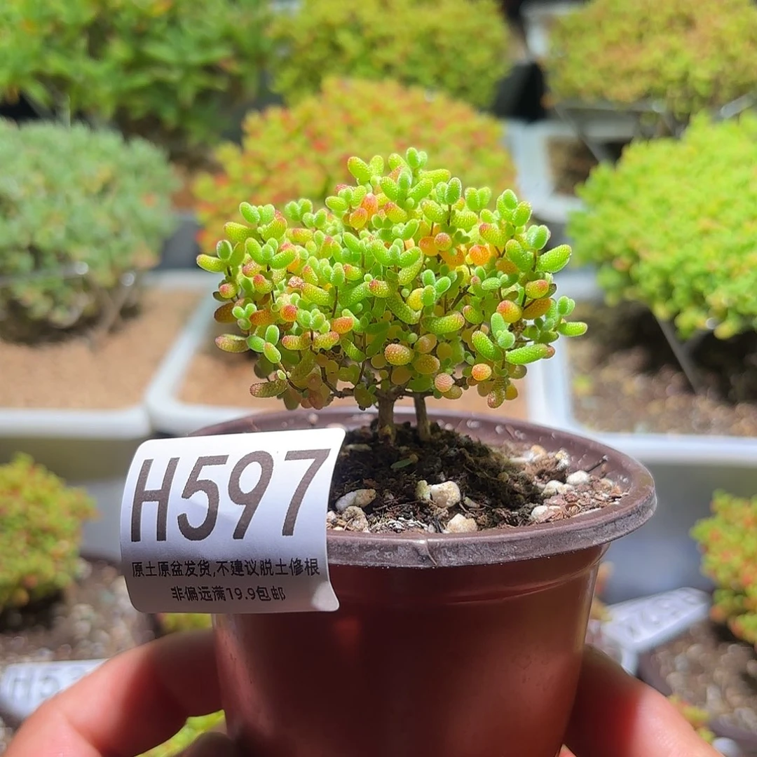 枝干番杏密橘糖球H597