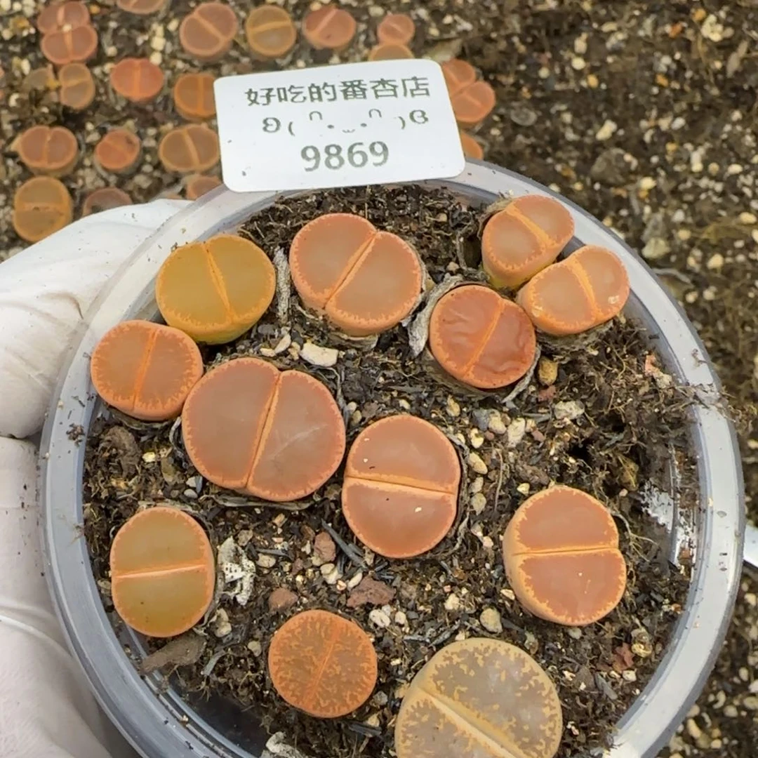 9869。默认脱土。18包邮。偏远88包邮