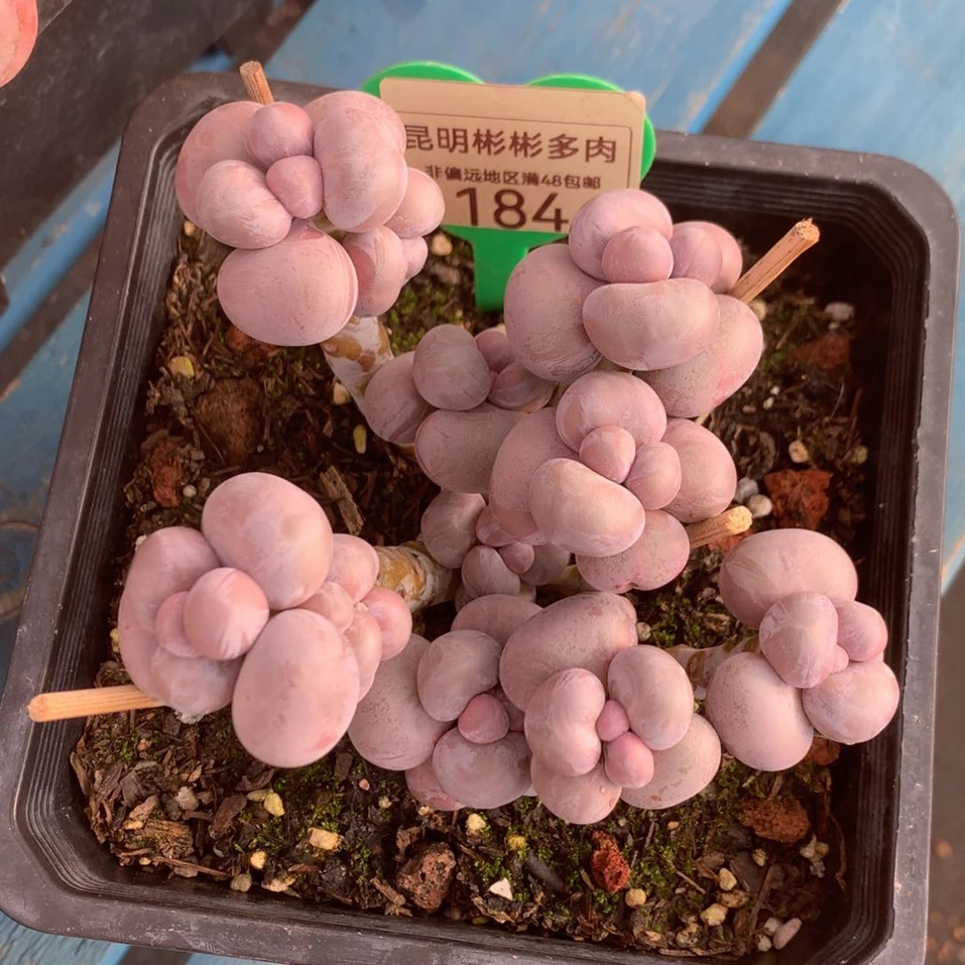 飞*烟美人老桩无砍184