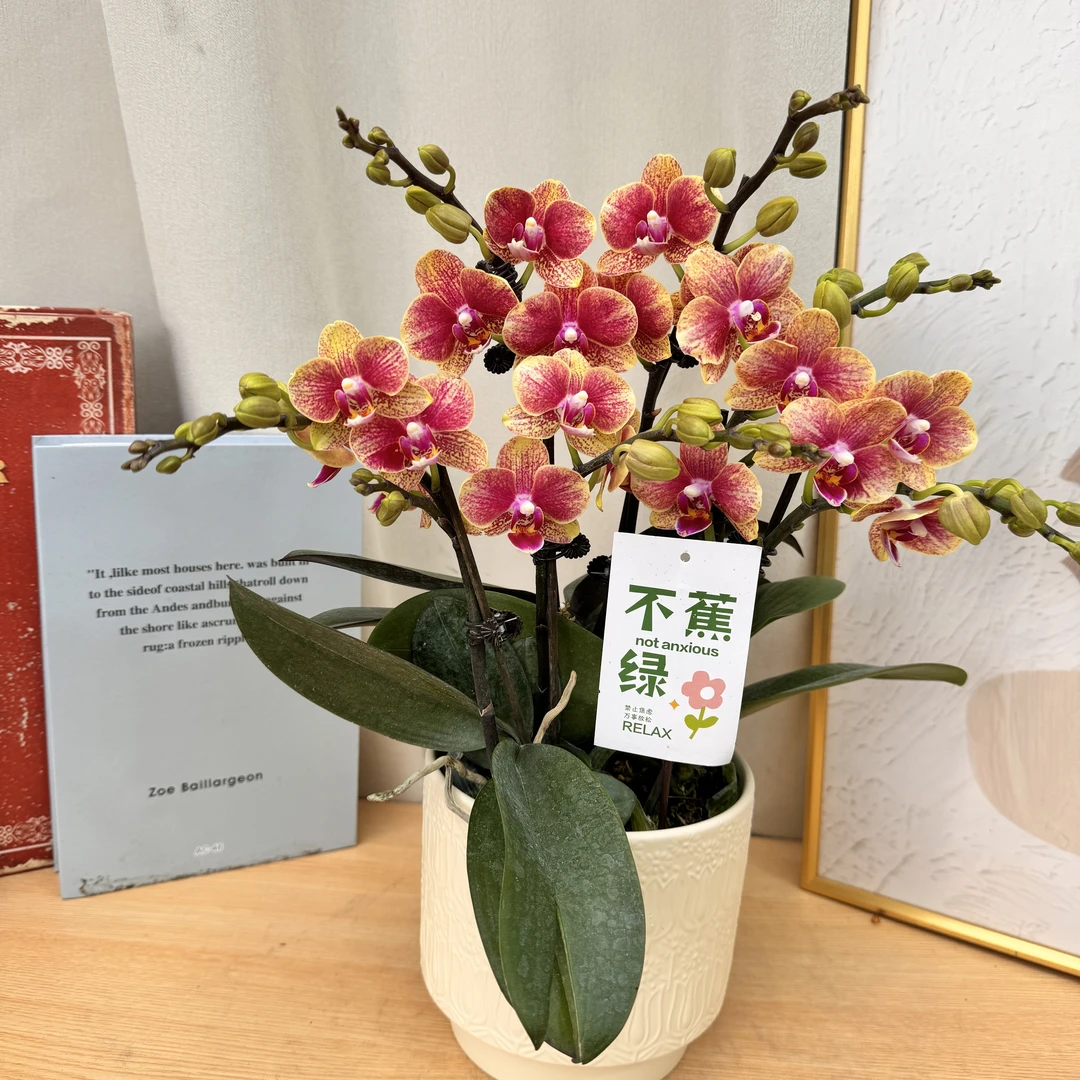 蝴蝶蘭【金蝶】又称聚宝盆  年宵爆款花花  橘红色系  桌面款