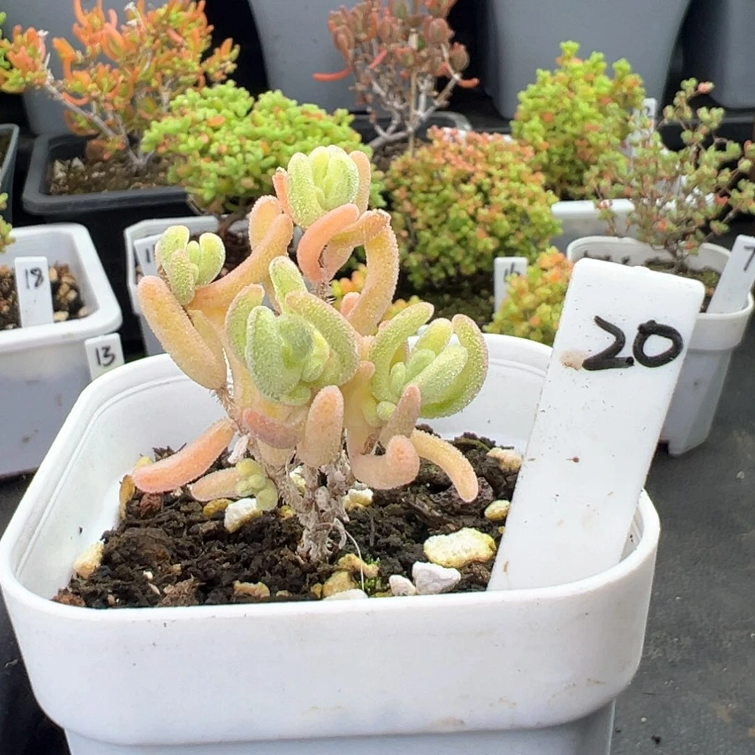 橙叶锦20号6.5厘米盆