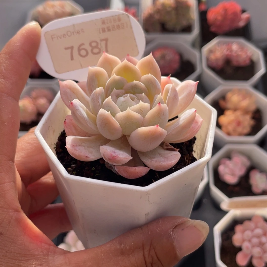 雪球7687-5.5厘米