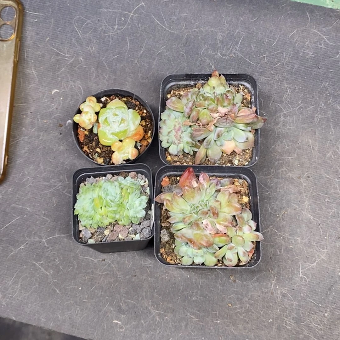 一筐4颗多肉植物哈