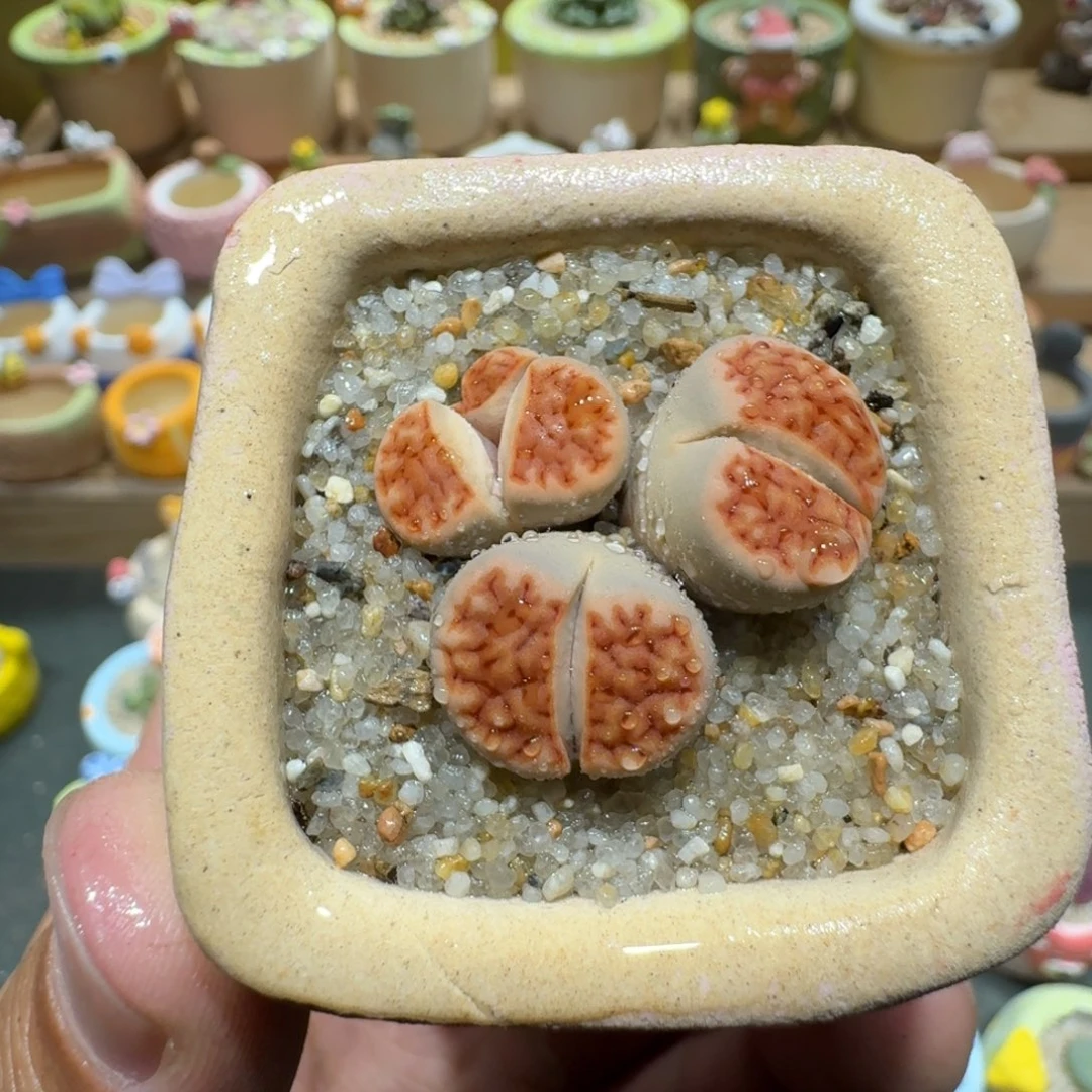 蘑菇1011花纹多肉植物