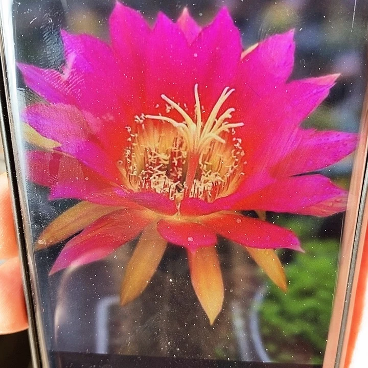 毛 绍德尔星 /侧芽歪20包邮/5公分左右