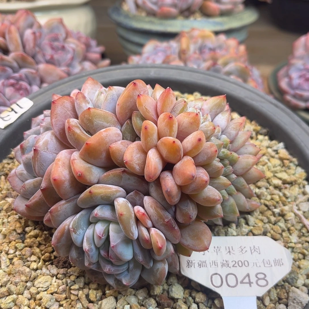 花朵缀化048/13cm多肉