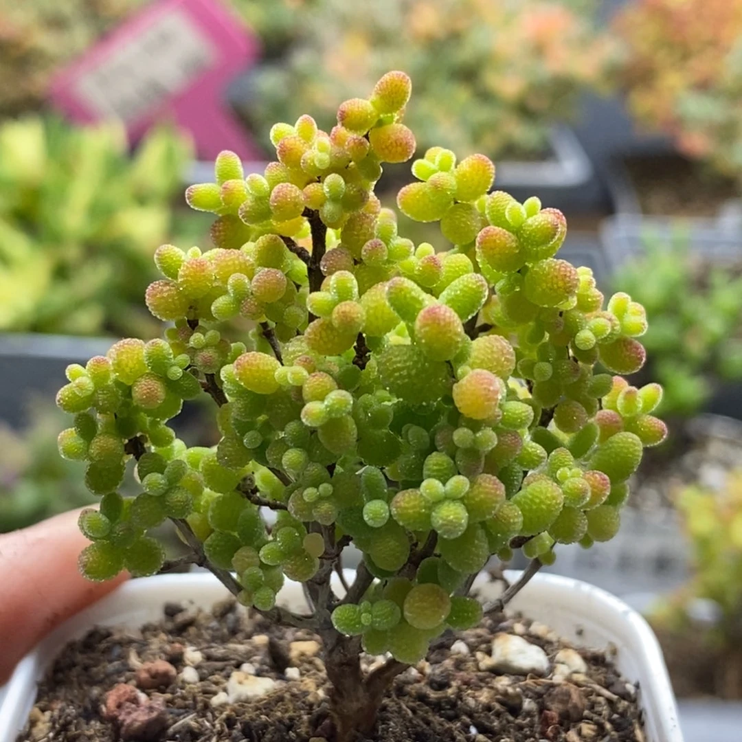 156蜜橘。