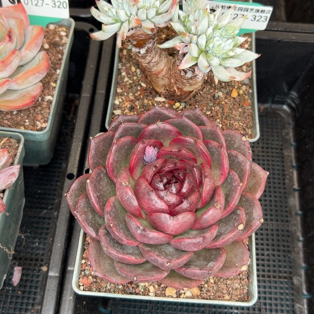 多肉一物一拍0127-323