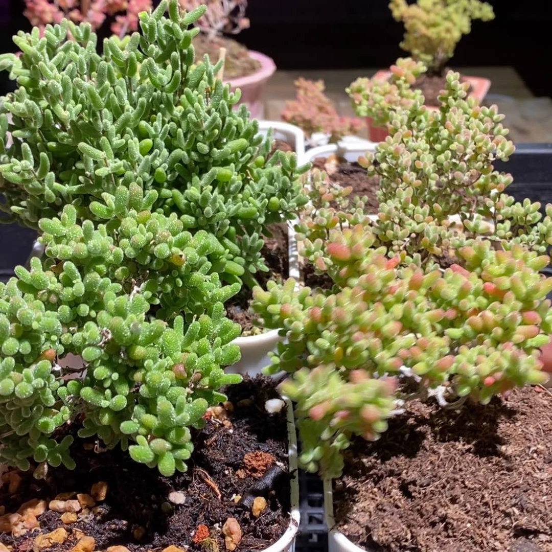 枝干番杏多肉植物323