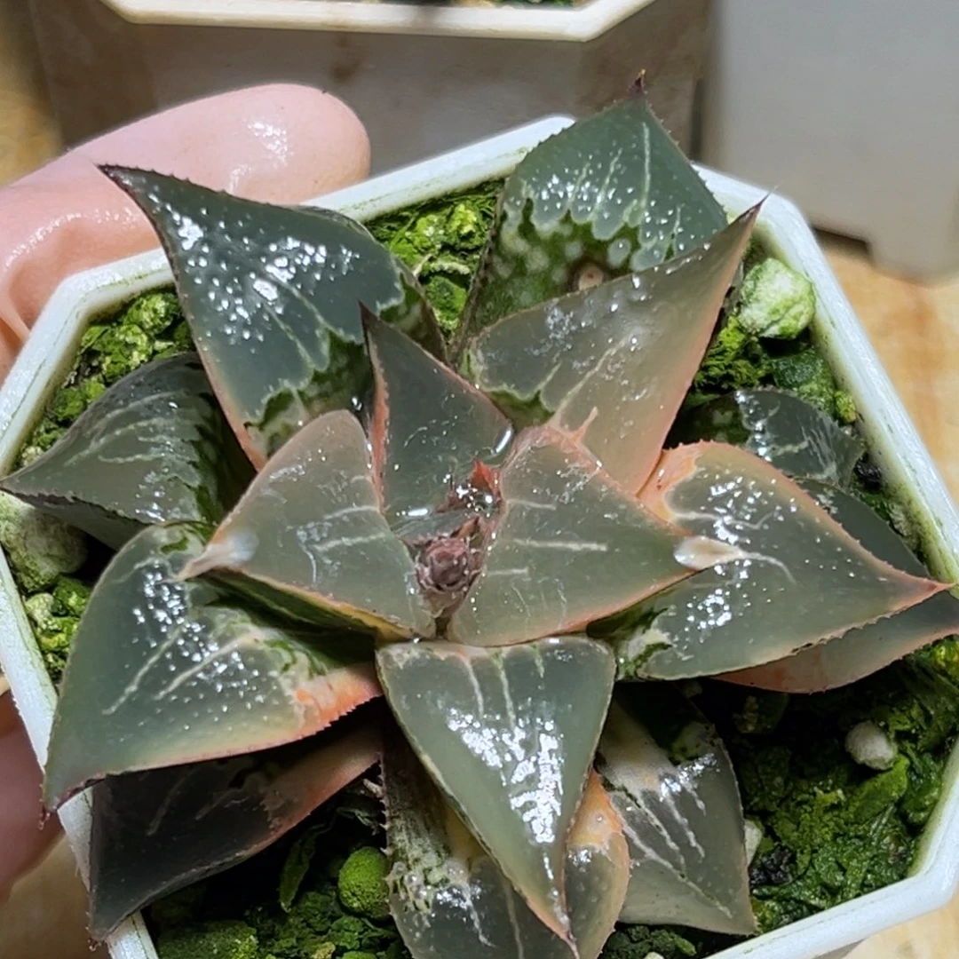 恭喜发财大吉大利646