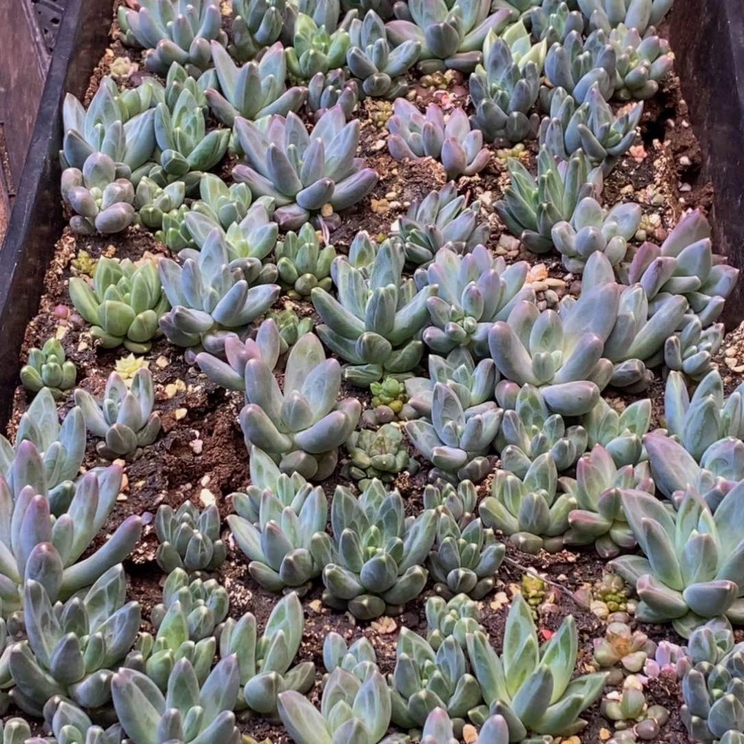 ❤*霄398多肉植物百科名片作译者