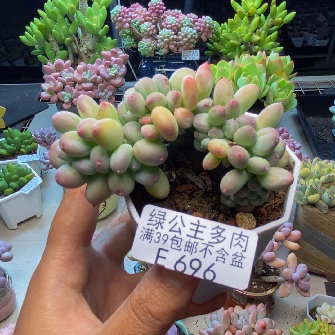 695苹果奶四代缀7c m