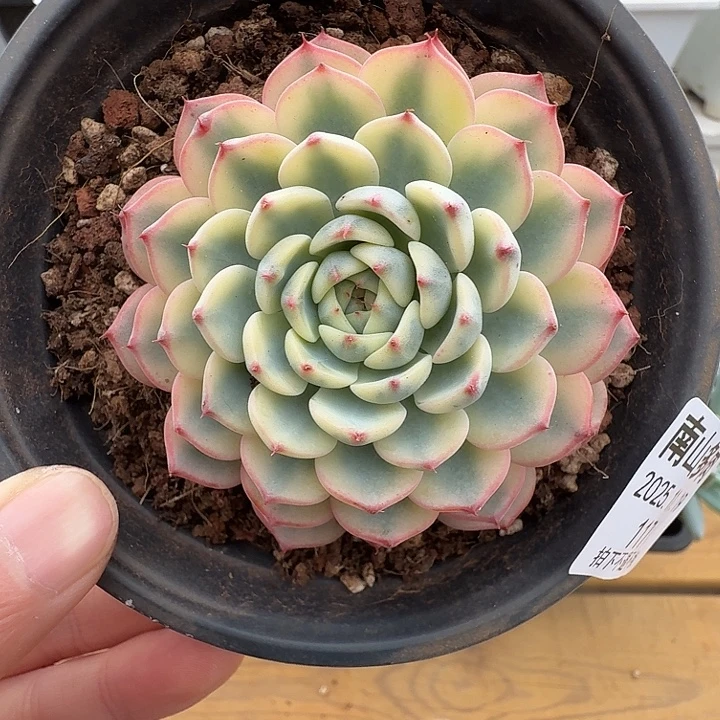 姬莲锦11111119-117