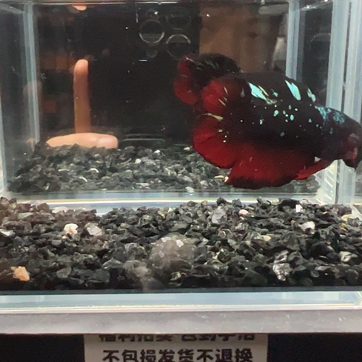 斗鱼竞拍跑单拉黑26日96